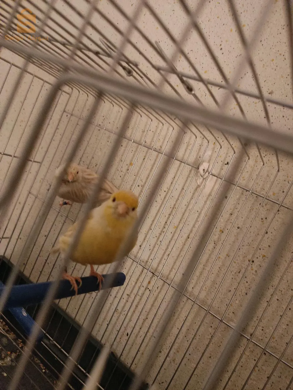 كناري ستيني