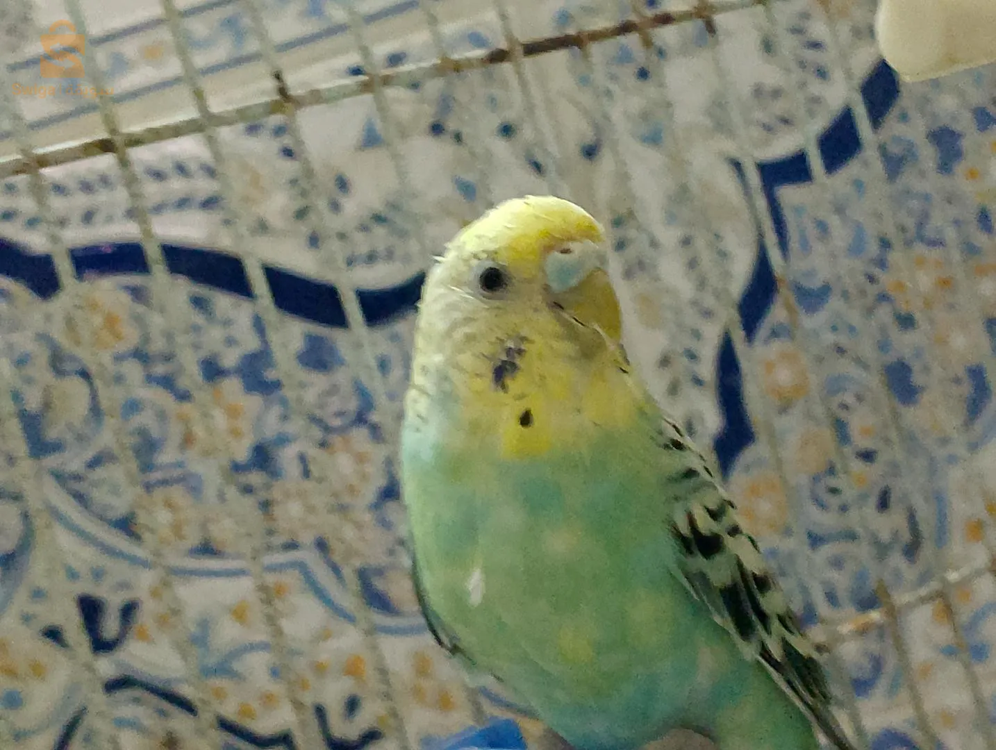 طير البيليش مطلوب بسعر 4000 DA