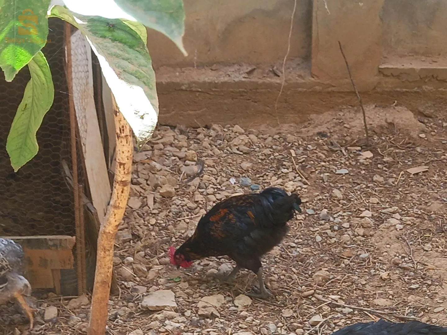 دجاج