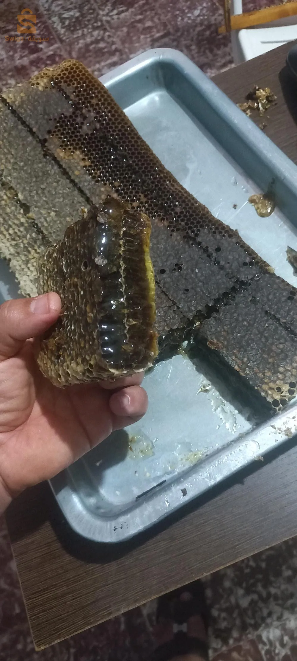 عين البرد