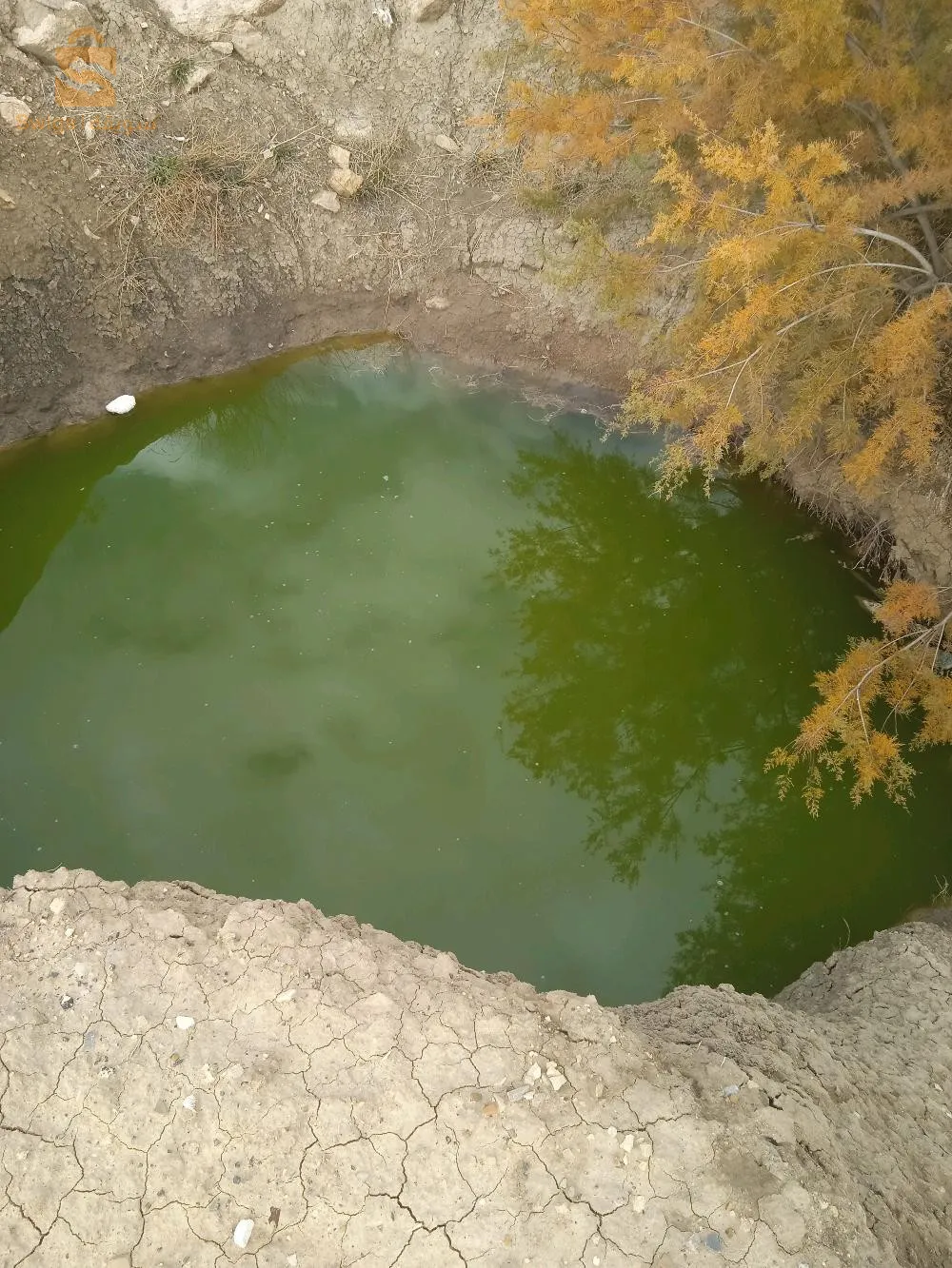 أرض فلاحية 26 هكتار في الحوض عين سعيد بعيدة على نعيمة 5كلم و على السوقر 17كلم