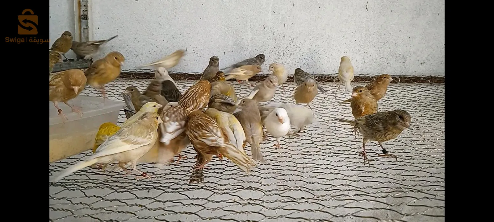 كناري لراس جاسب رسيسيف بورتور البينو روج المو لوتينو