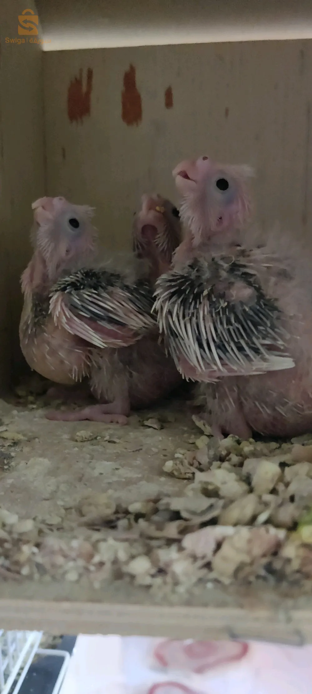 بيع او تبديل للكالوبسيت