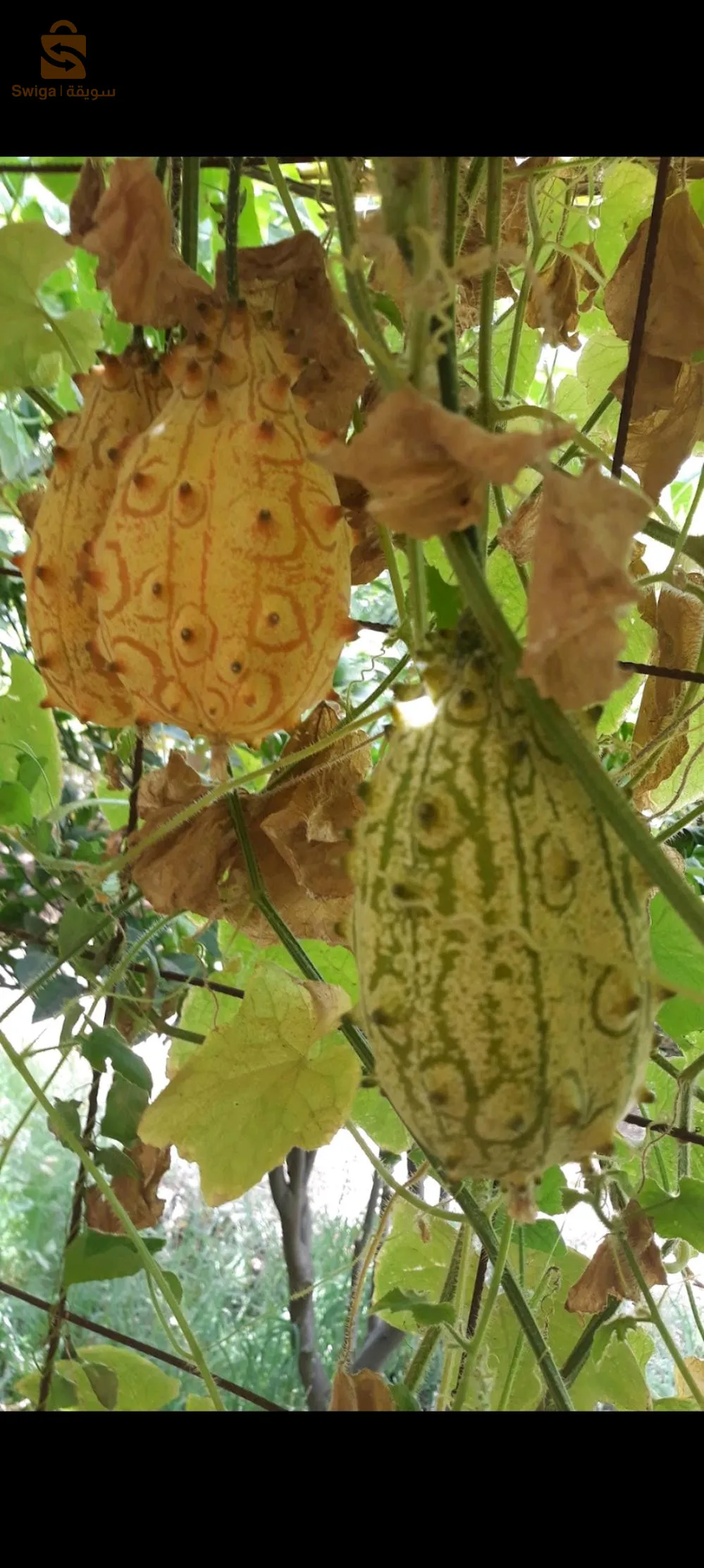 بذور الكيوانو ( الخيار الأفريقي)