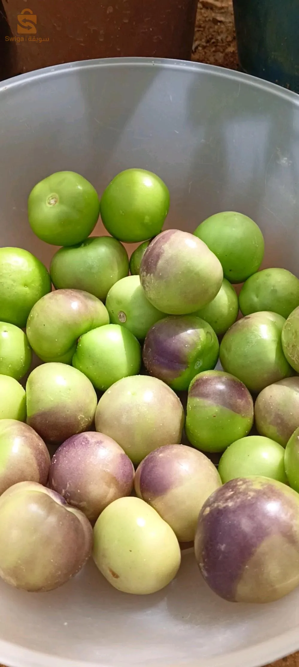 Graines de tomatillo(tomates mexicaine)