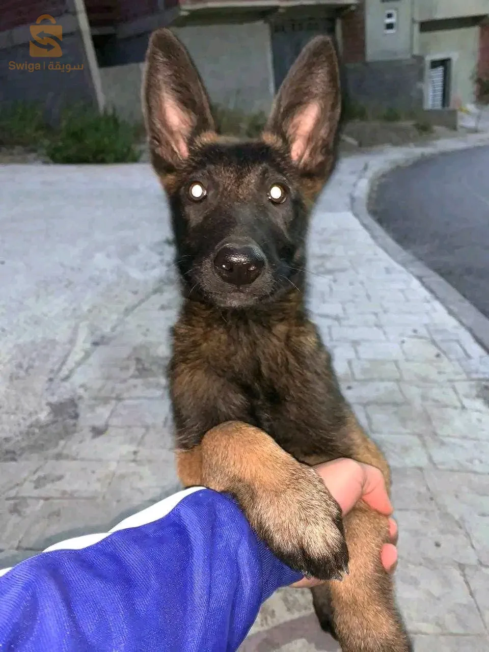 فملا ملينوا