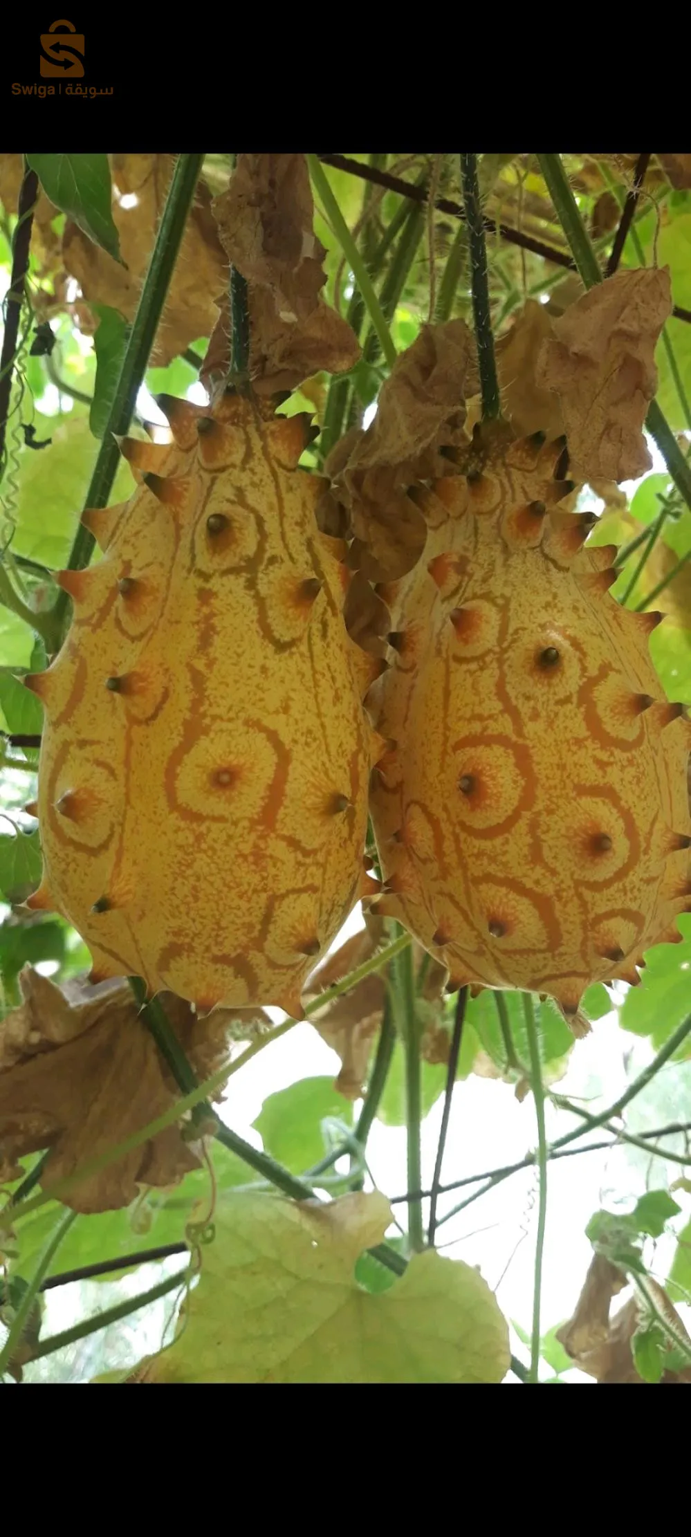 بذور الكيوانو ( الخيار الأفريقي)