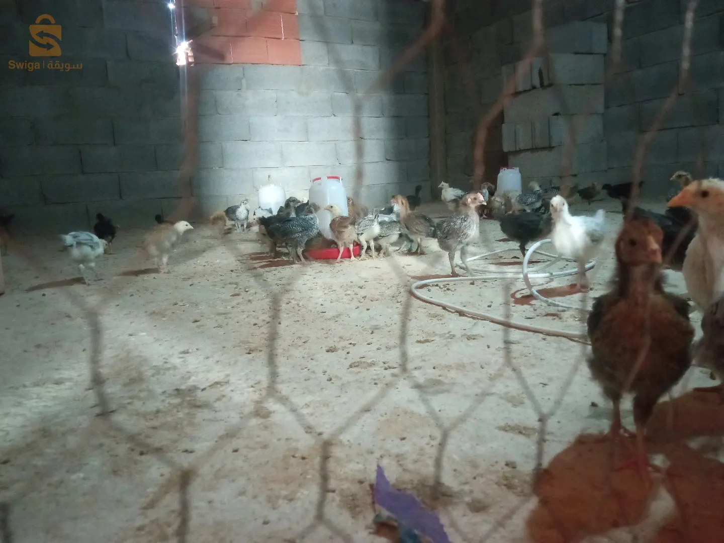 بلدية متليلي الشعانبة  ولاية غرداية