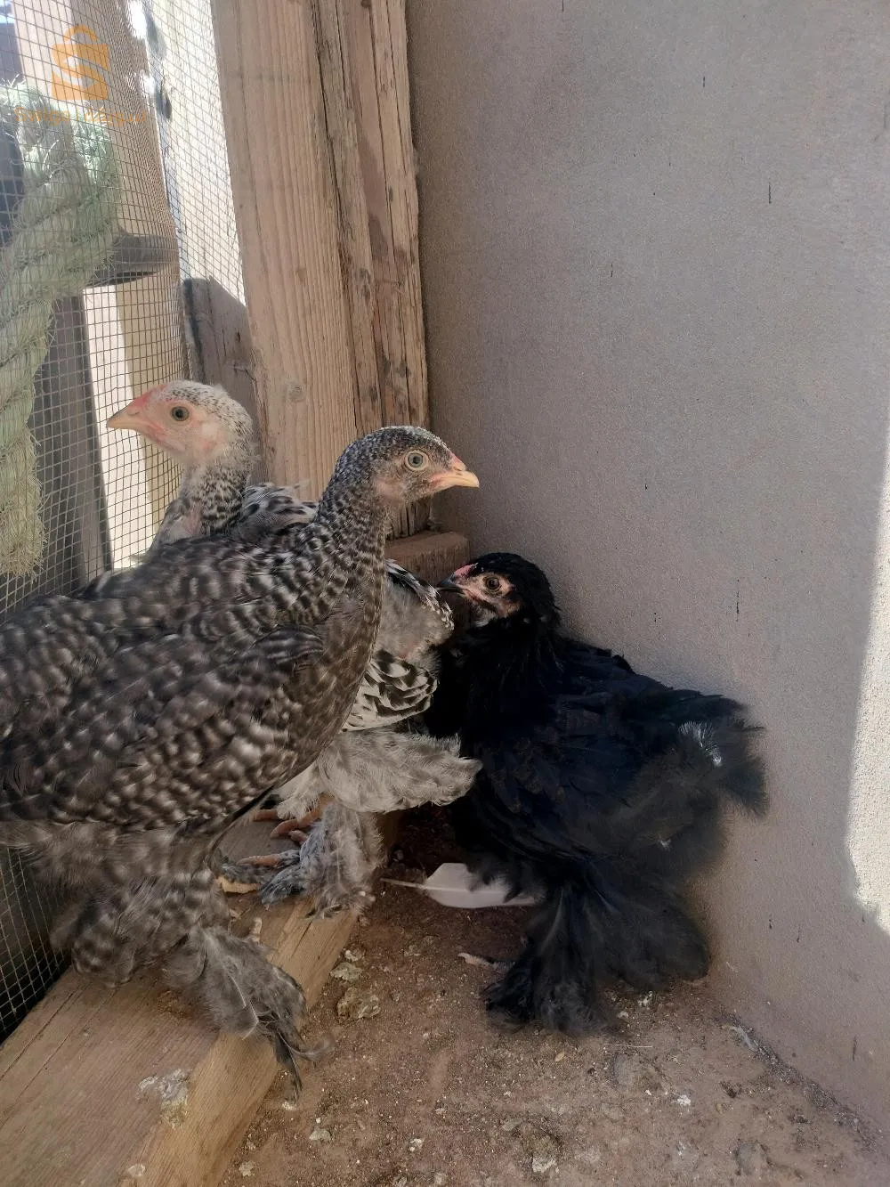 دجاج براهما حر دجاجتان و ديك