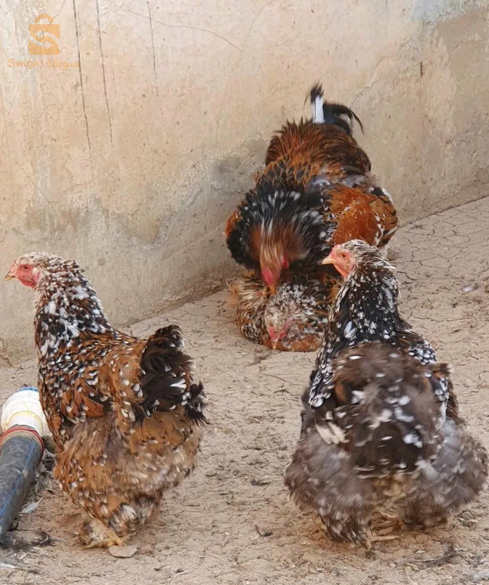 كواطرو ميل فلور