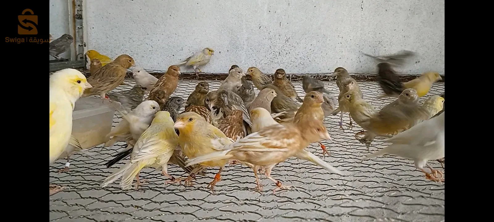 كناري لراس جاسب رسيسيف بورتور البينو روج المو لوتينو