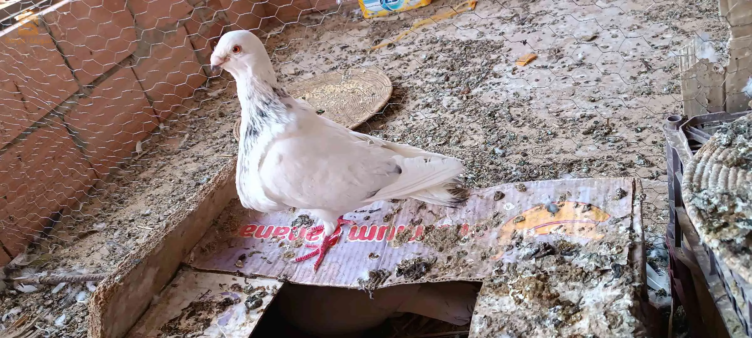 المهتم يراسلني فالخاص