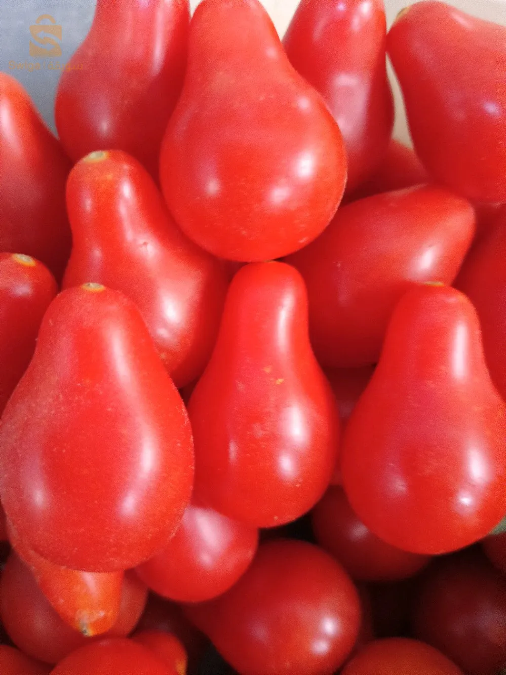 Graines de tomates cerises bio