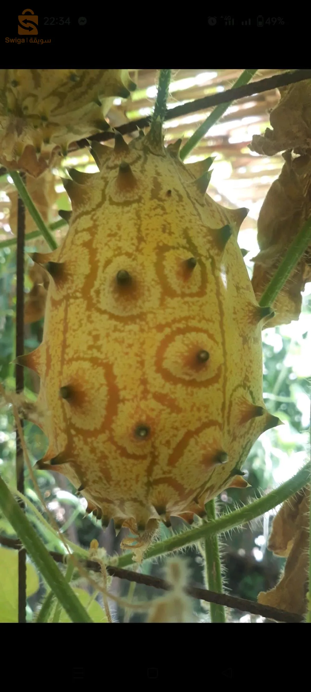 بذور الكيوانو ( الخيار الأفريقي)