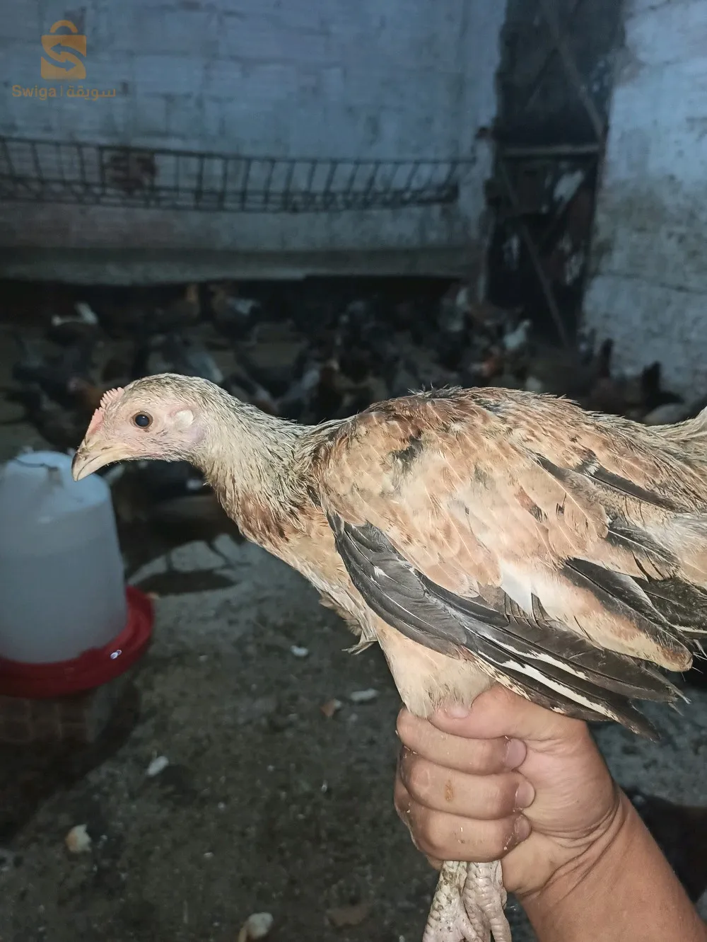 البليدة بني مراد