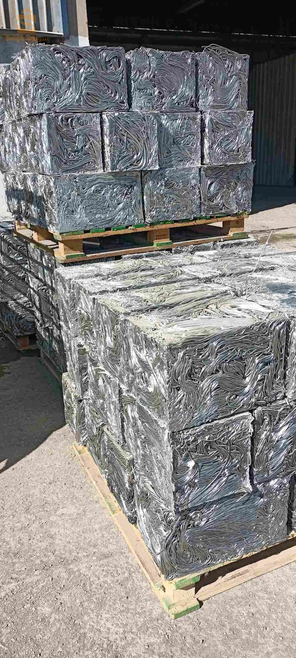 kaliptus baraki Alger