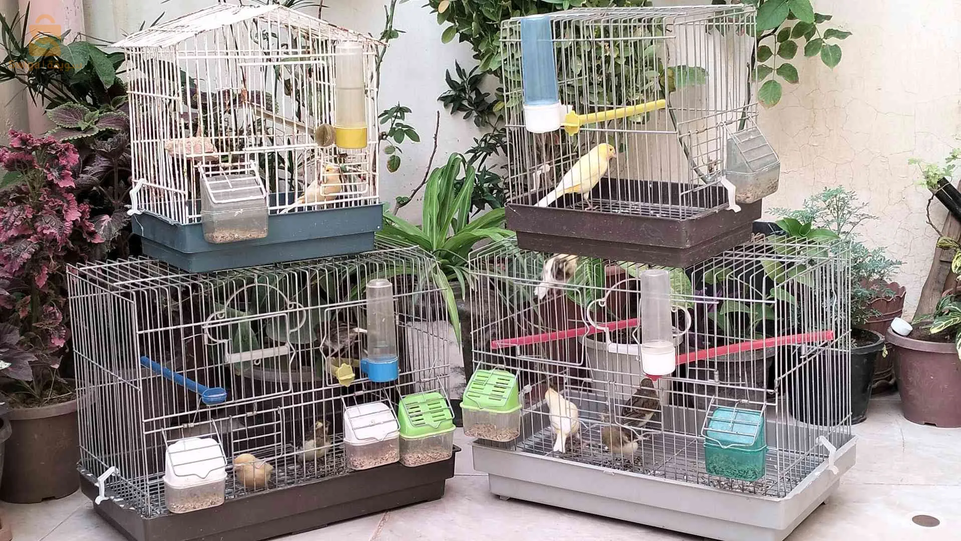 مجموع طيور كناري اربع ذكور و تلات اناث