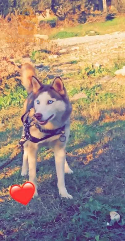 حي محمد بوضياف ولا هداج