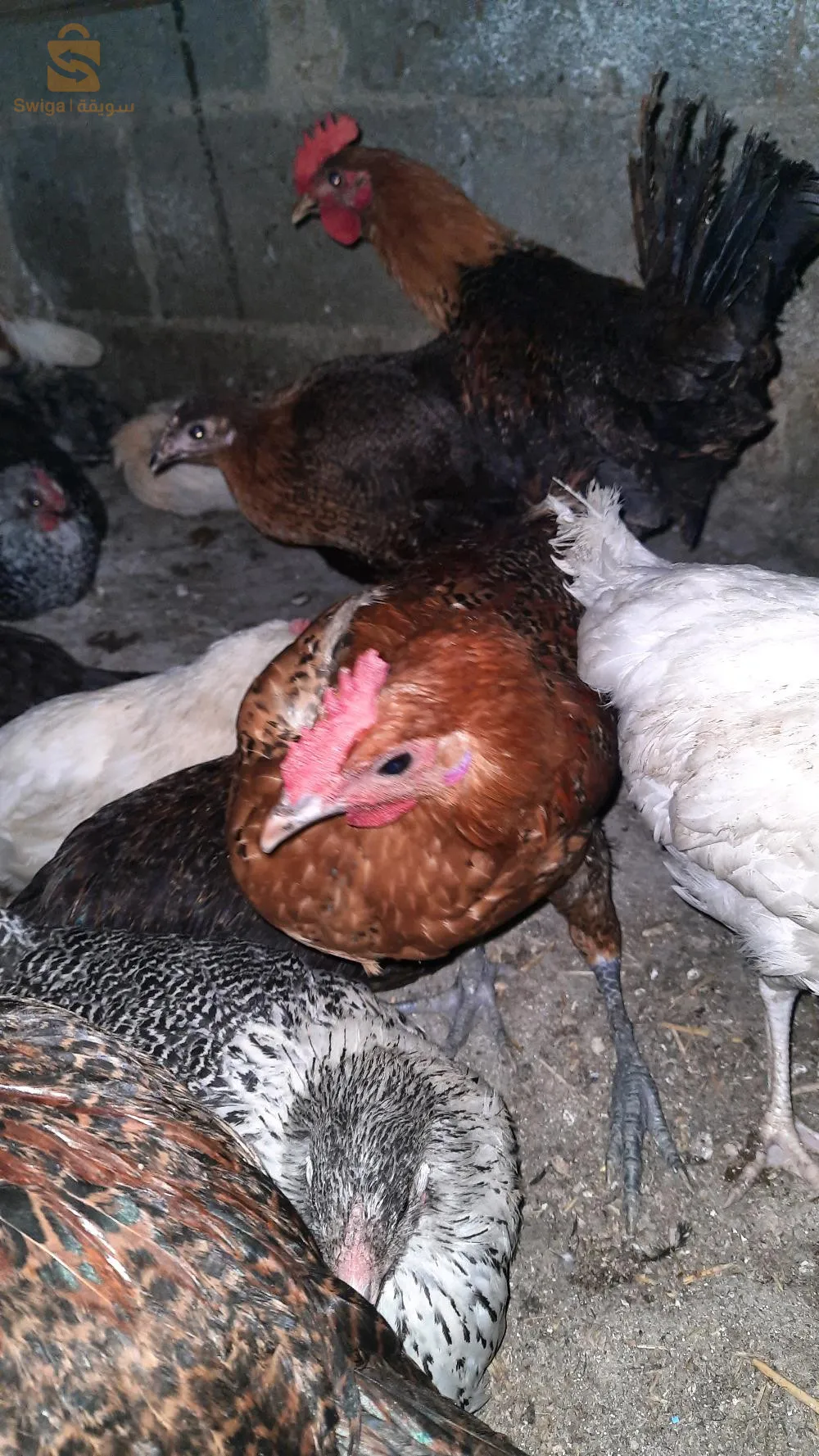 فلوس كروازي عرب وفيومي