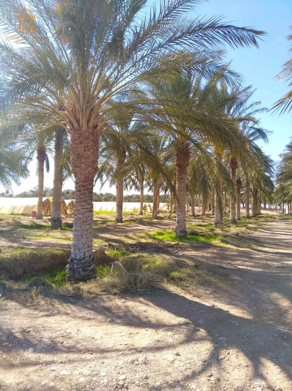 بيع ارض فلاحية