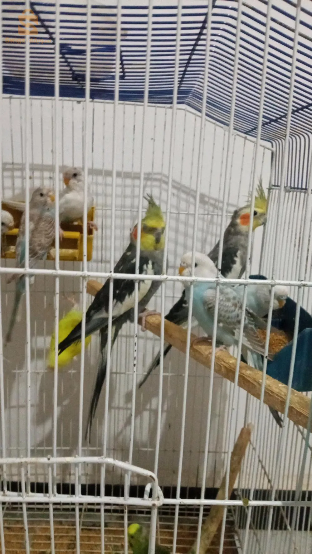 بيروش و كلوبسيت