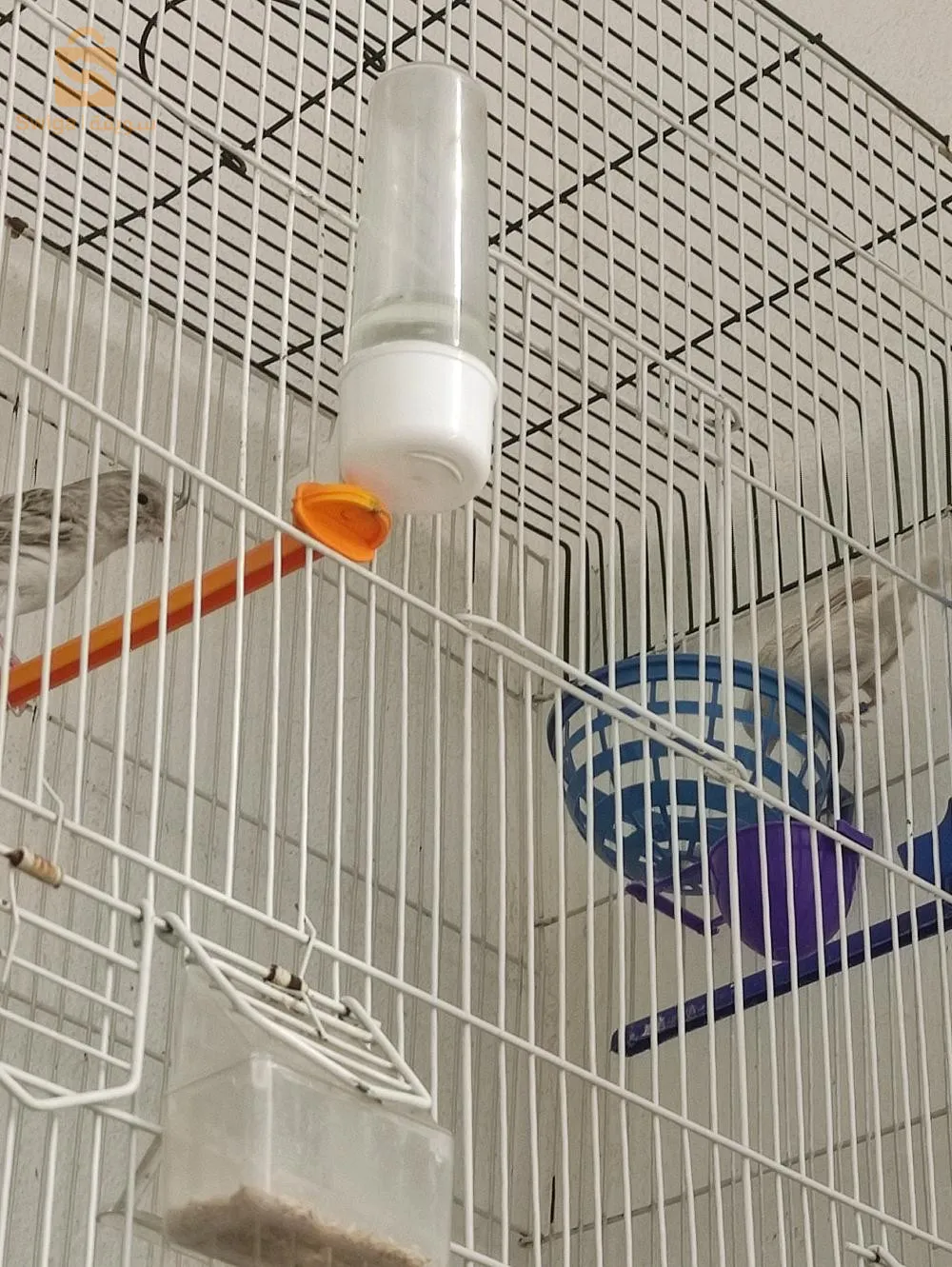 كوبل كناري ذكر أغات حامل للساتيني باق 22 أنثى ساتيني أبيض باق 23