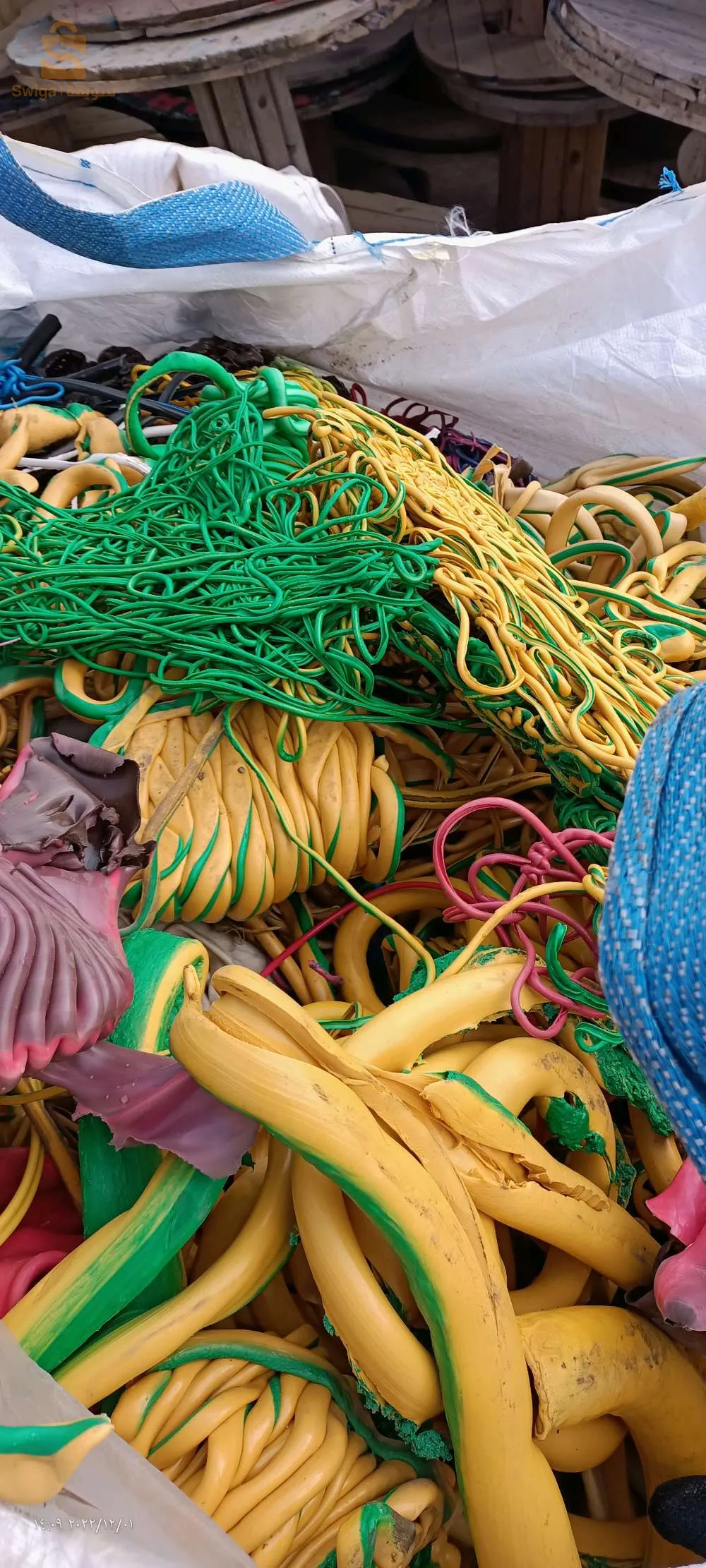 kaliptus baraki Alger