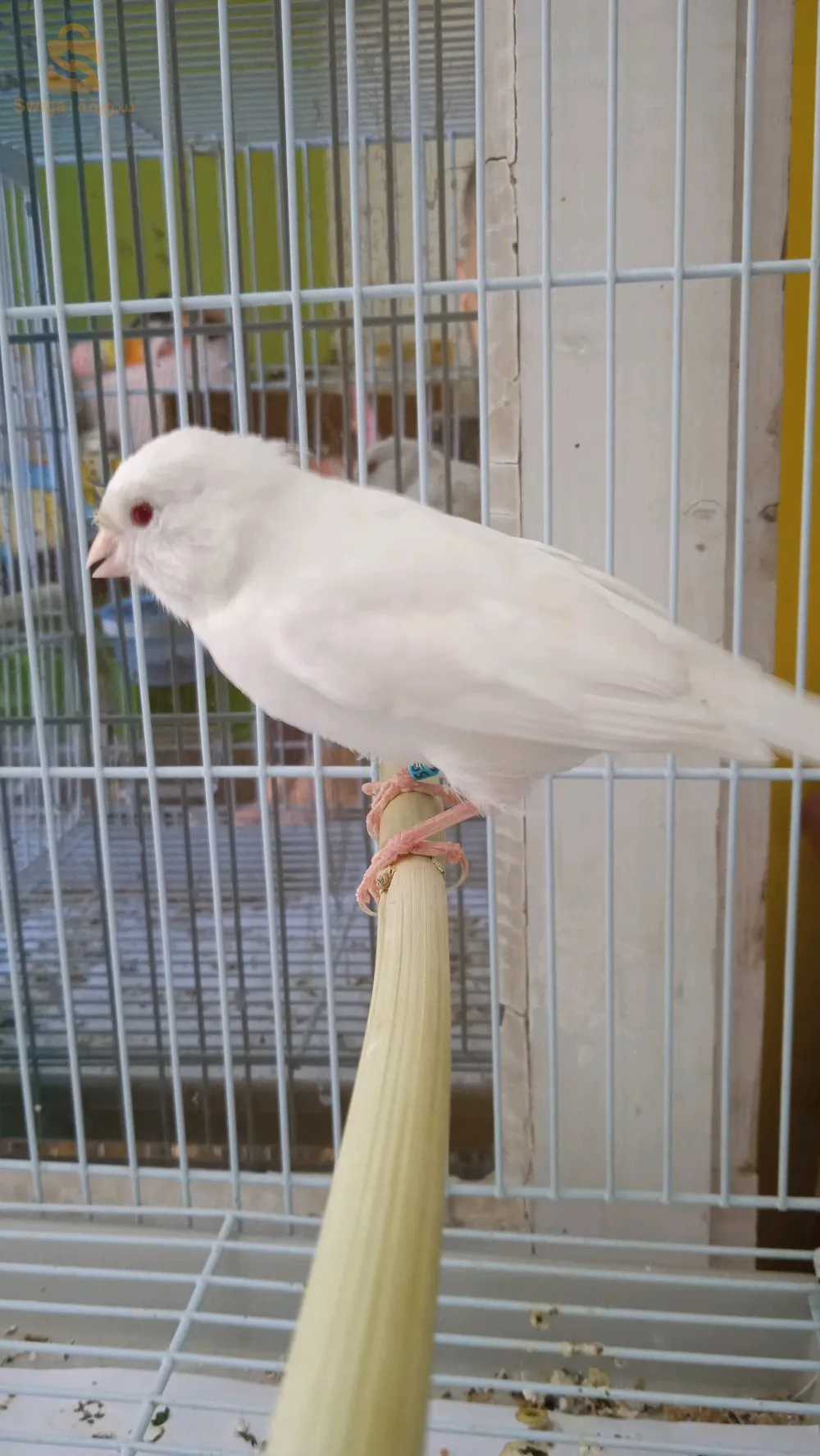 كناري البينو