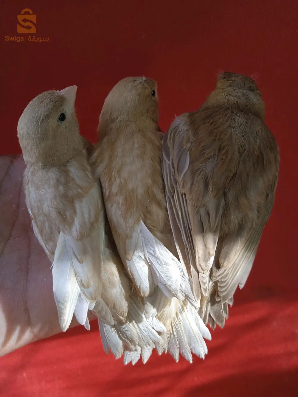 كناري لراس جاسب رسيسيف بورتور البينو روج المو لوتينو