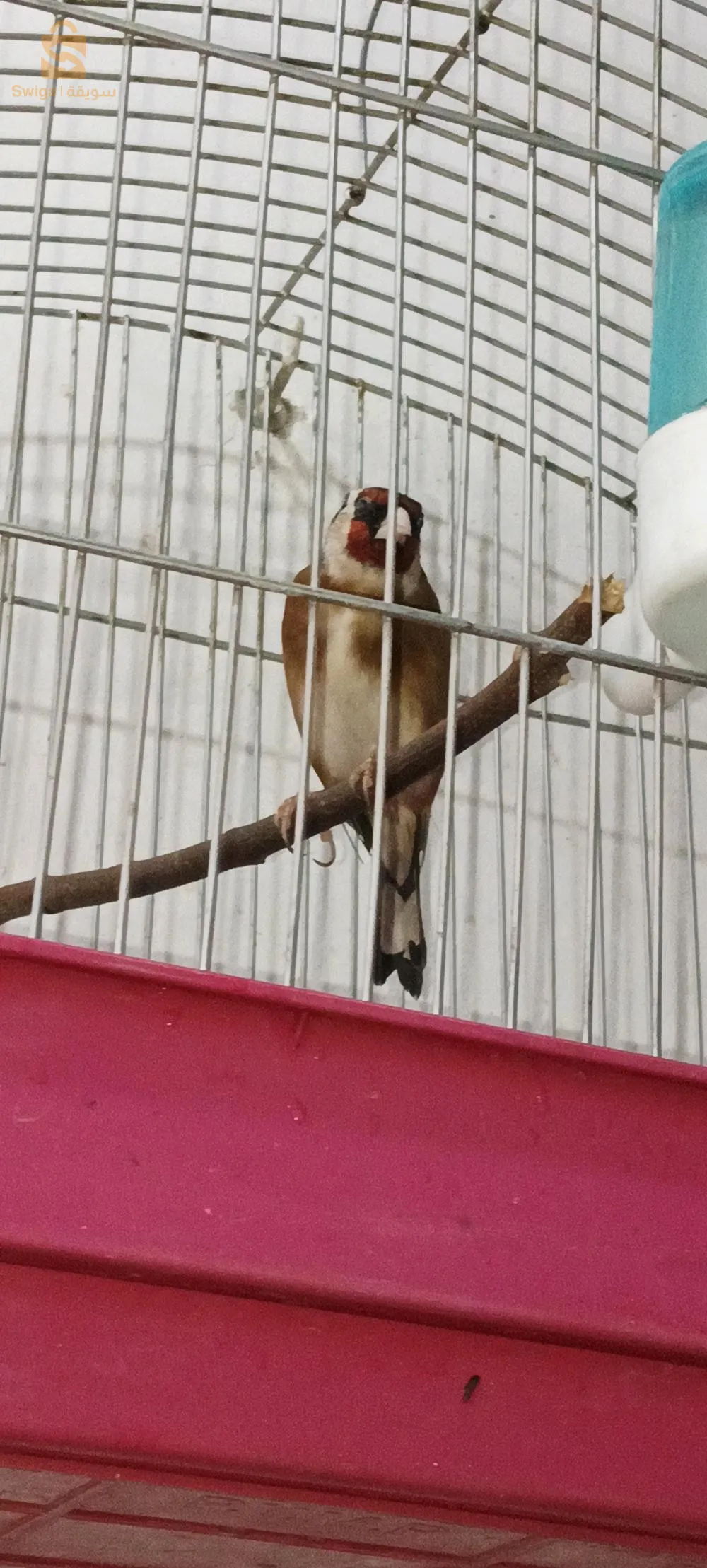 مقنين خلوي فيه شون شباب