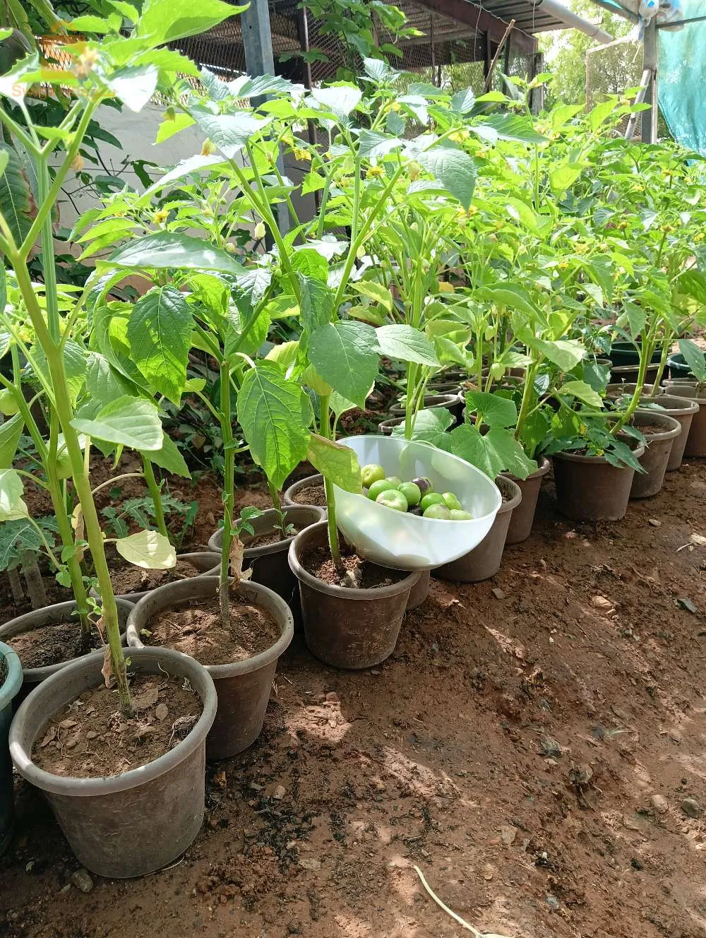 بذور الطماطم المكسكية الطبيعة