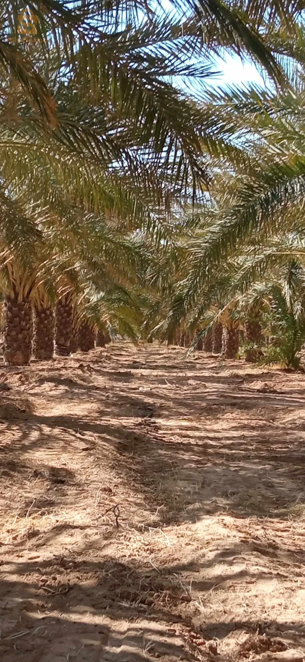 بلدية الدوسن ولاية أولاد جلال