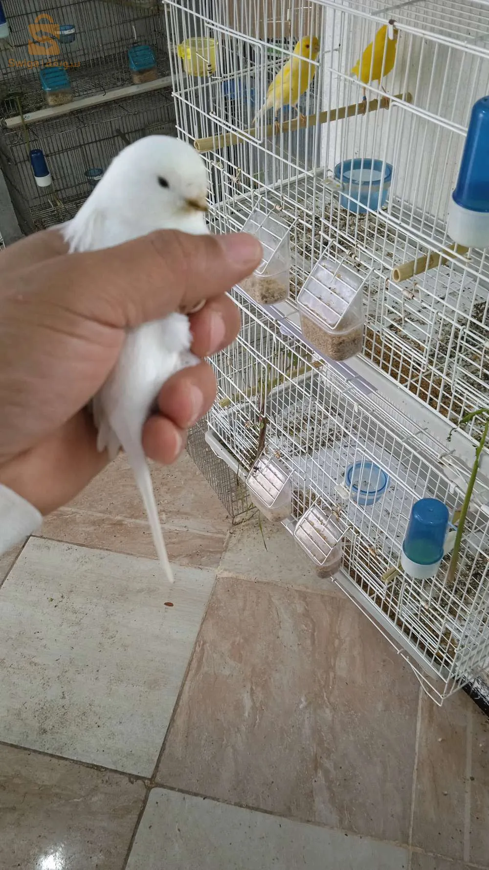 كناري البينو