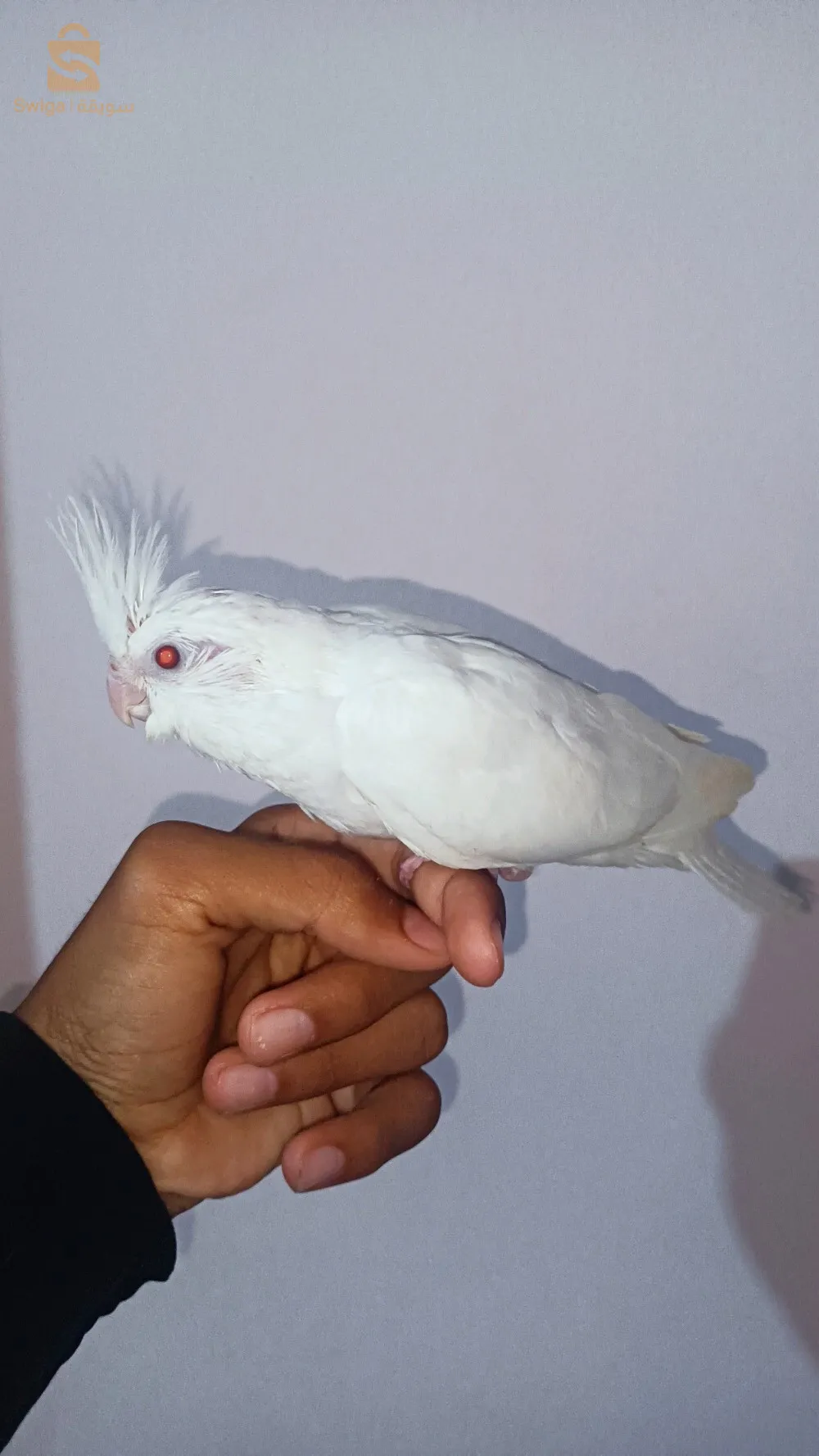 ليجان كوكتال