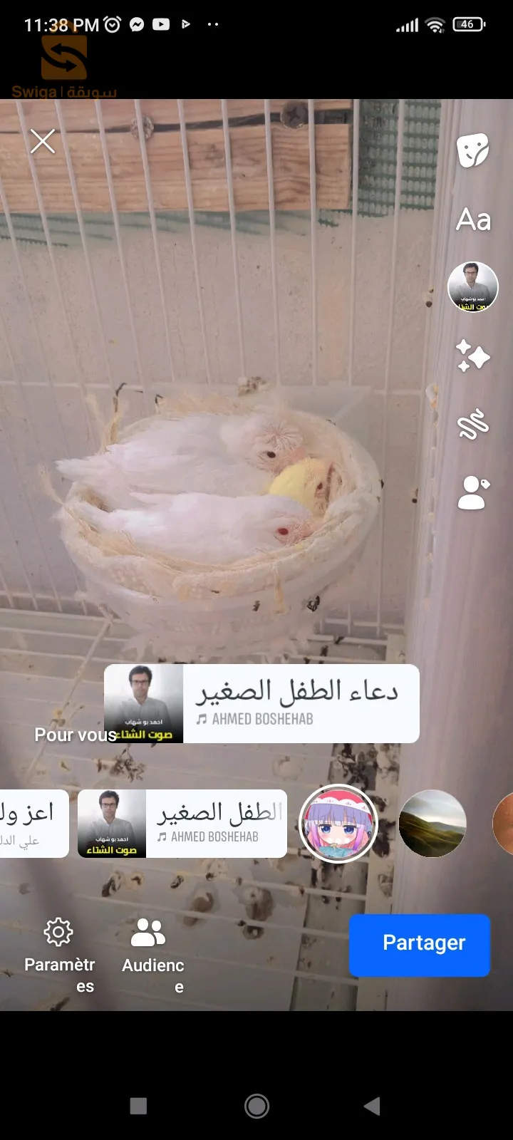 كناري البينو