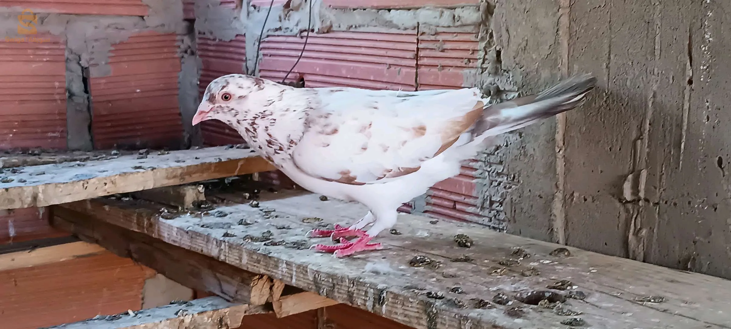 المهتم يراسلني فالخاص