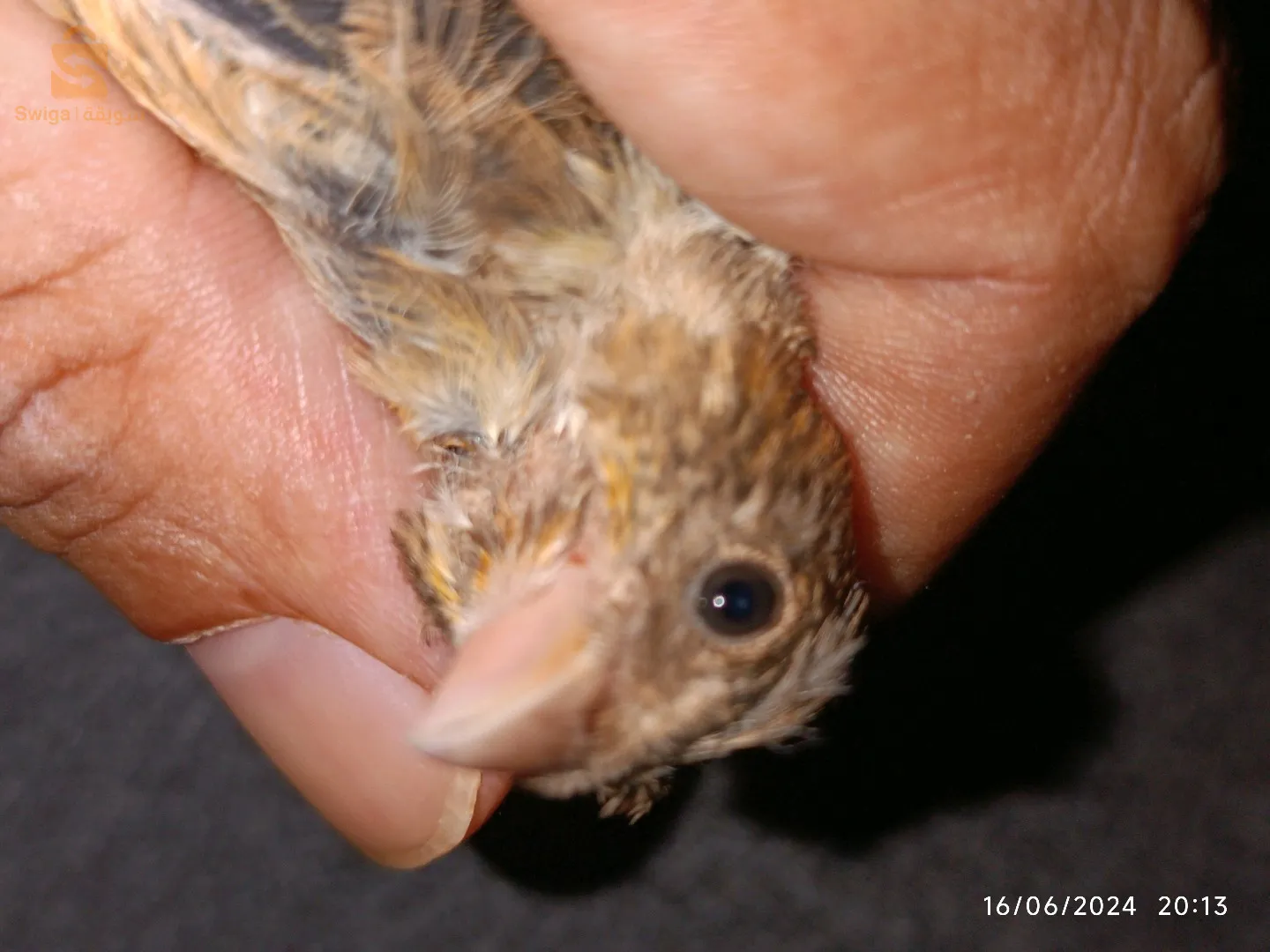 2 mullet maknin à vendre حبة فينومان و حبة نورمال