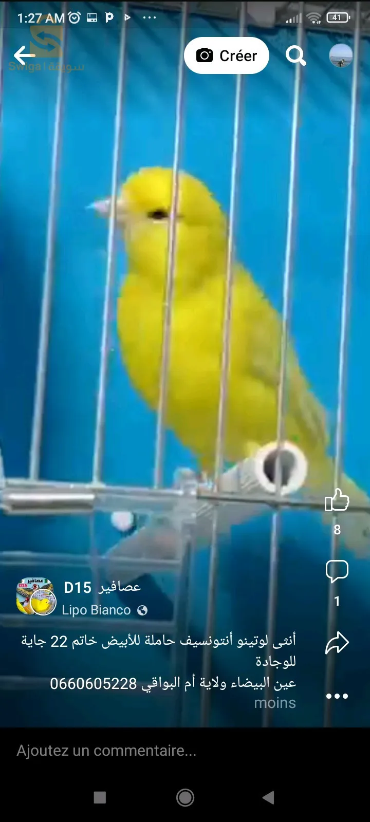 كناري لراس جاسب رسيسيف بورتور البينو روج المو لوتينو