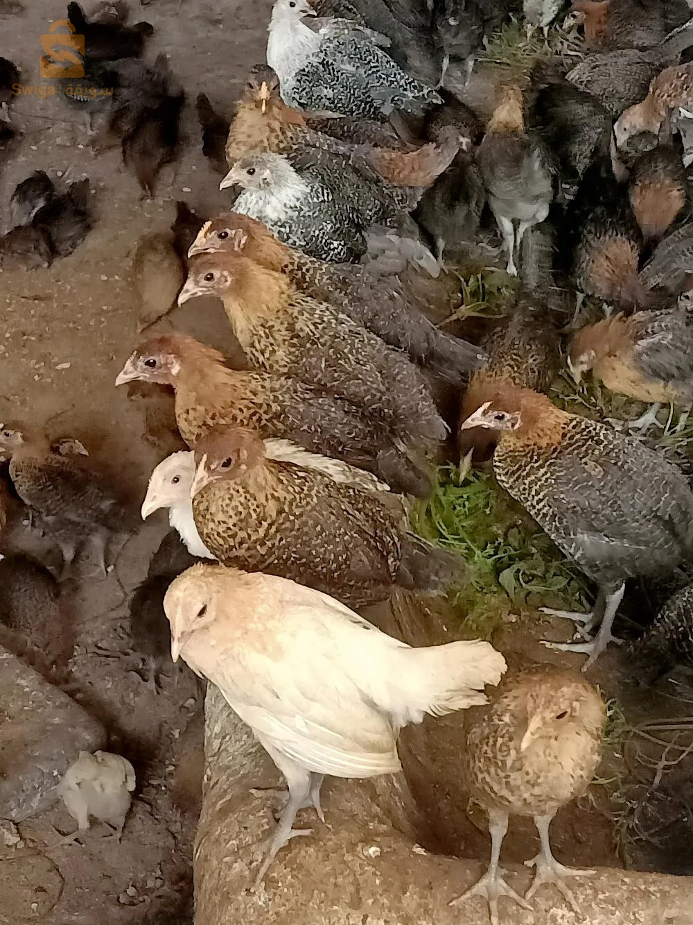 متوفر فلوس عرب وفيومي مداوي الله يبارك ونشط مرحبا بكم في كل العمر