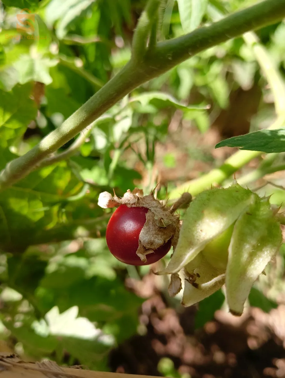 بذور طماطم ليتشي