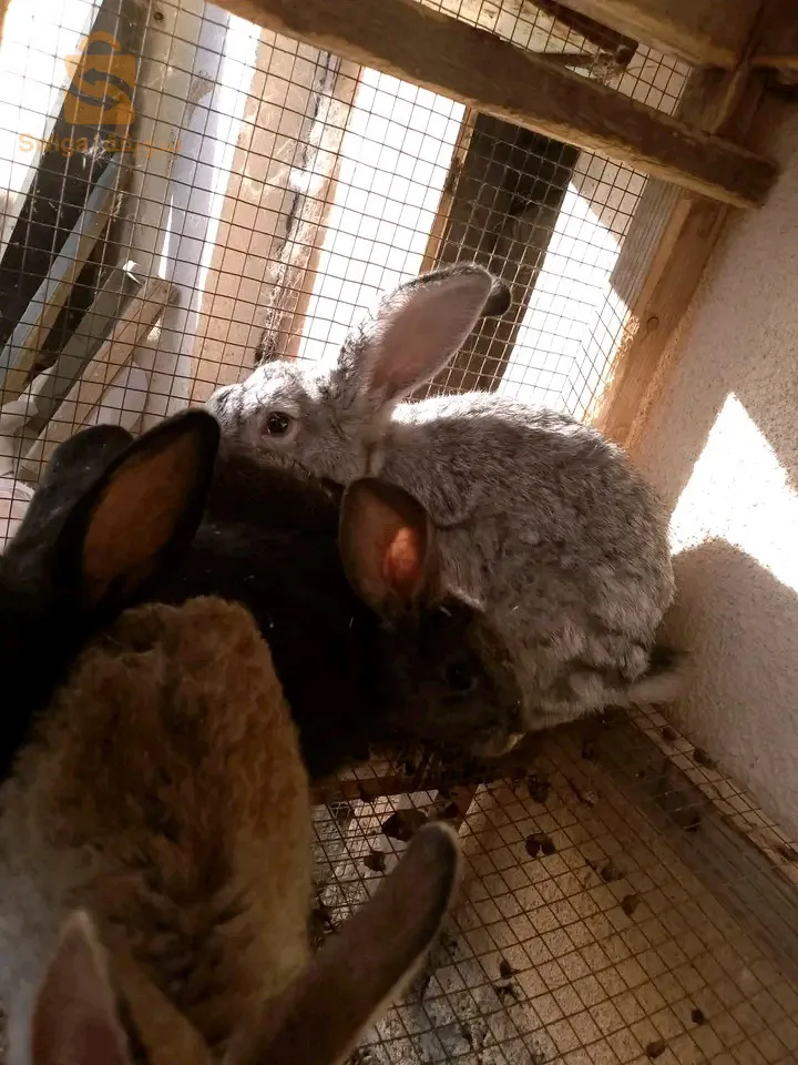 لارنب للبيع