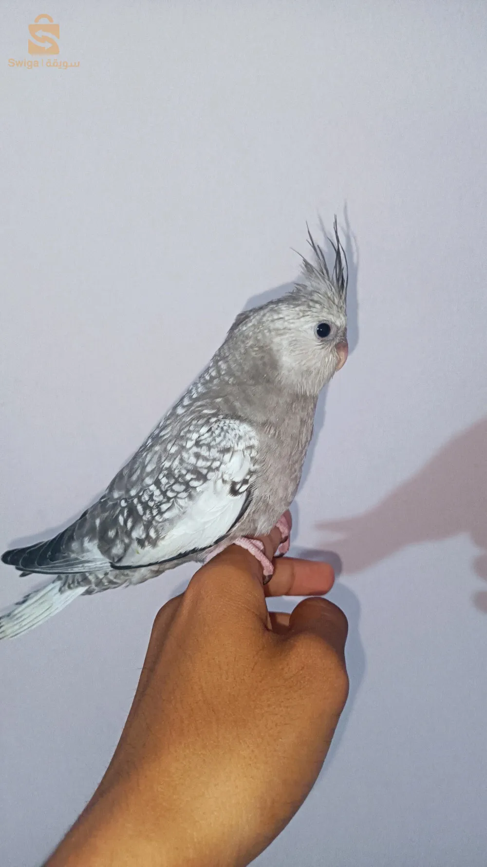 ليجان كوكتال