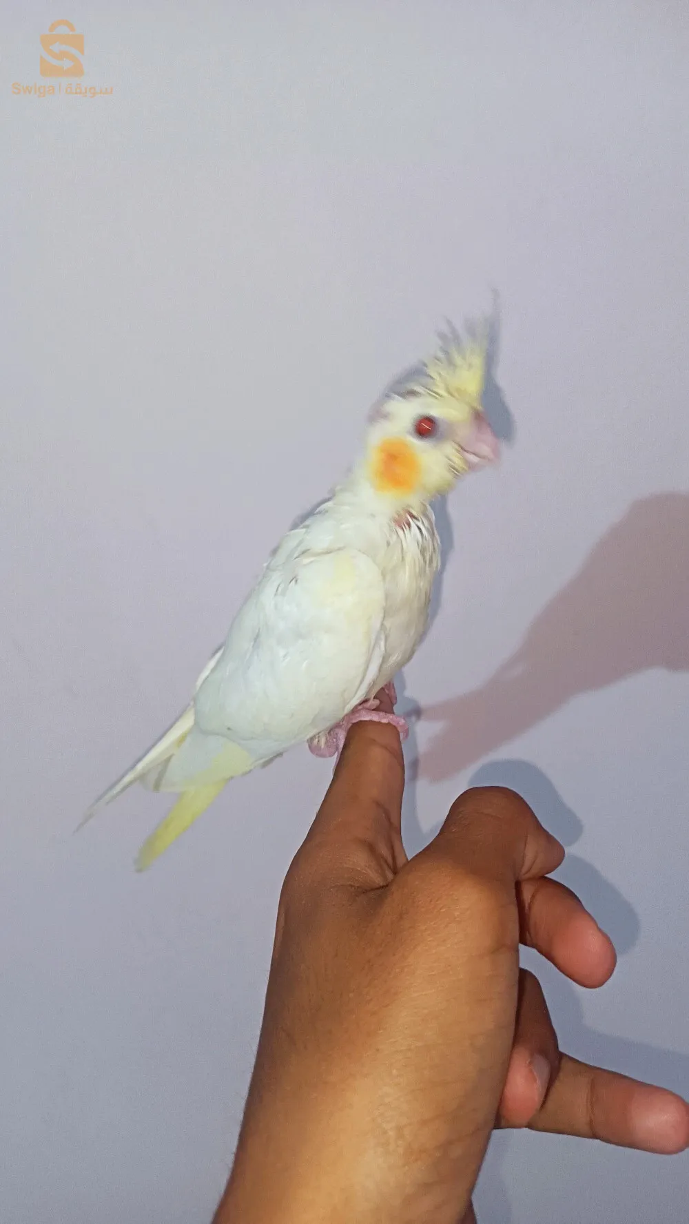 ليجان كوكتال