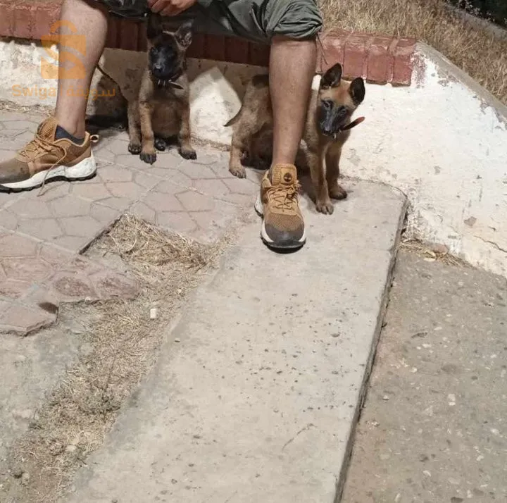 ملينوا لعمر شهرين للبيع المكان الكليتوس ( ذكر و انثى سعر 3 مليون )