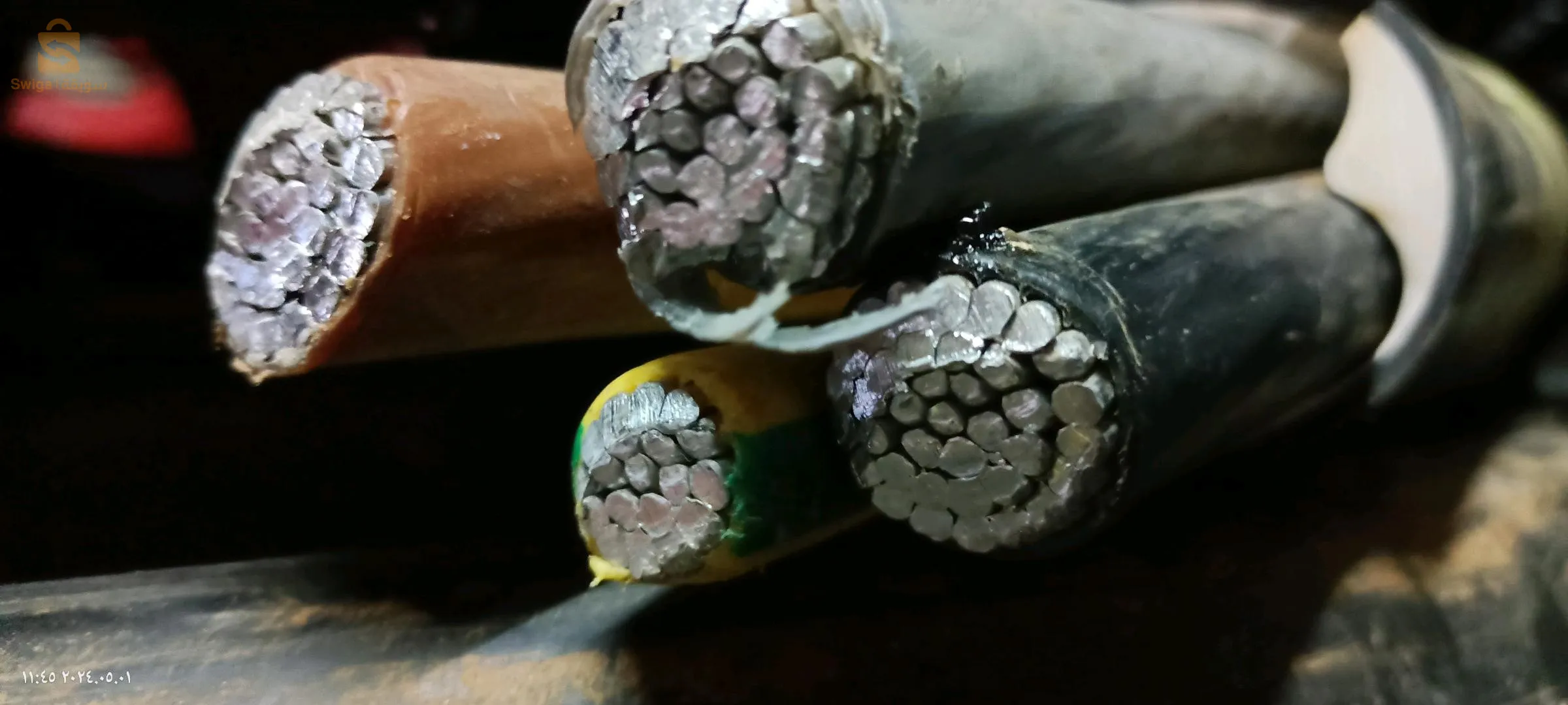 kaliptus baraki Alger