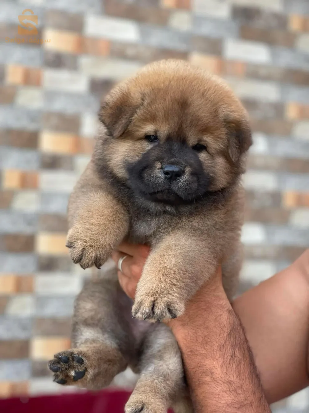 chow chow