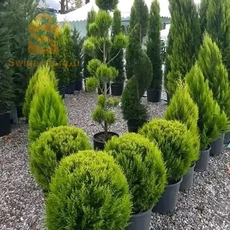 jardinerie