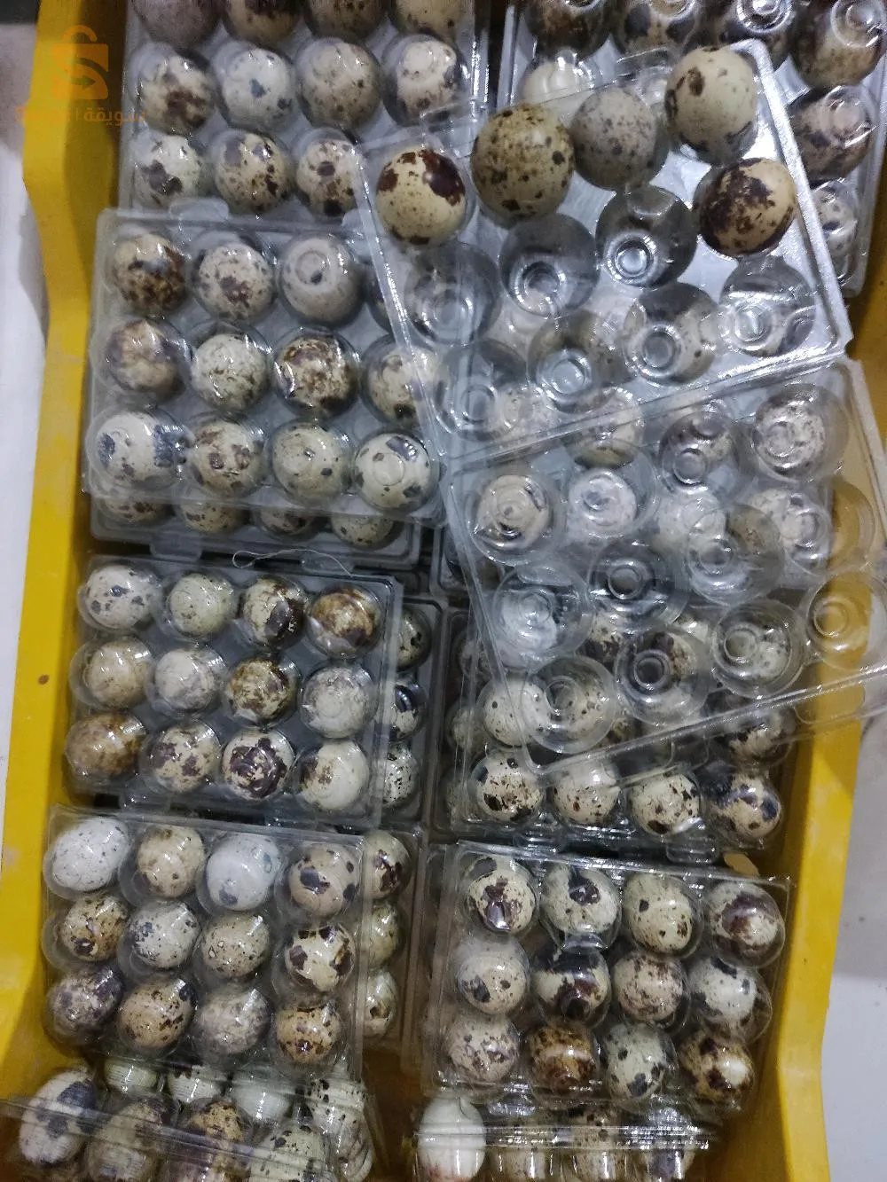 بيض السمان طازج