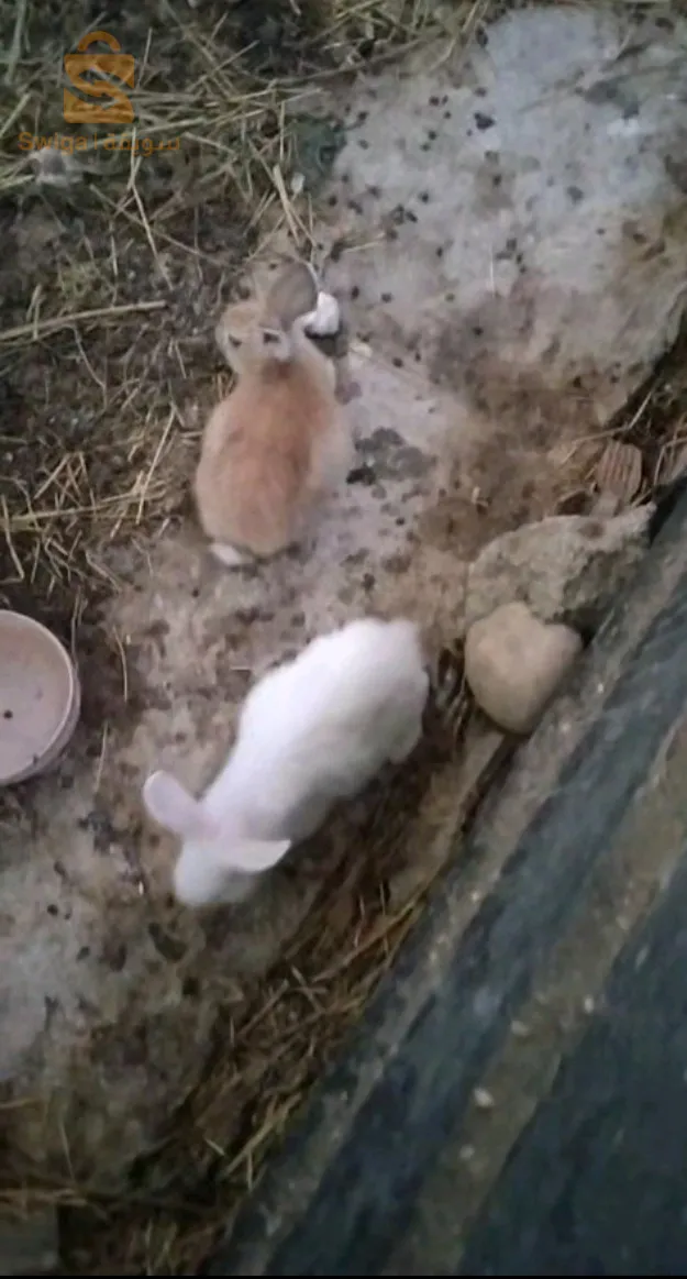 كاين 10 ارانب مختلفة اعمار راني نلكيدي برك