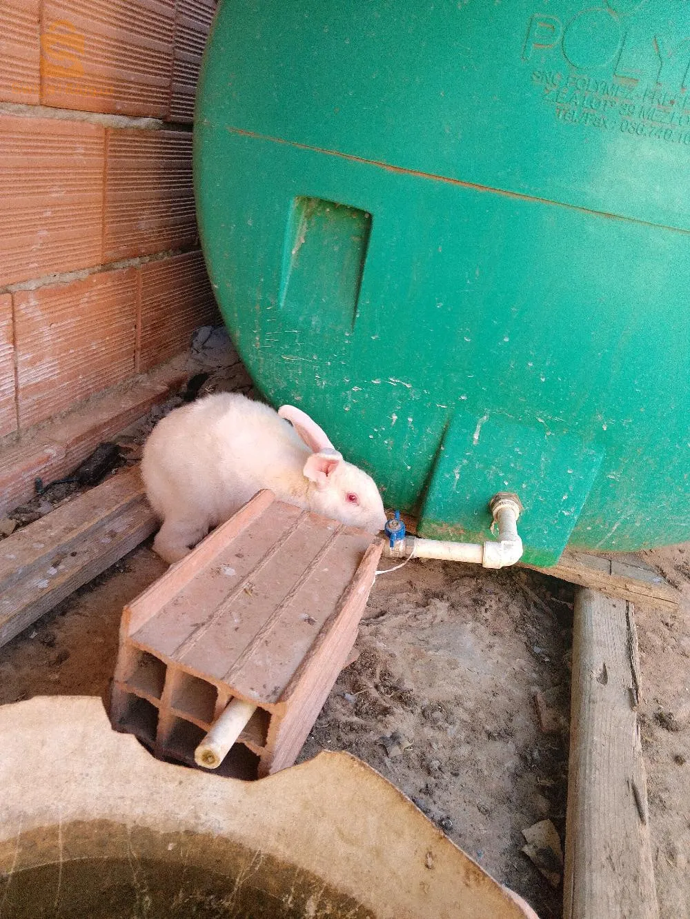 برواقية